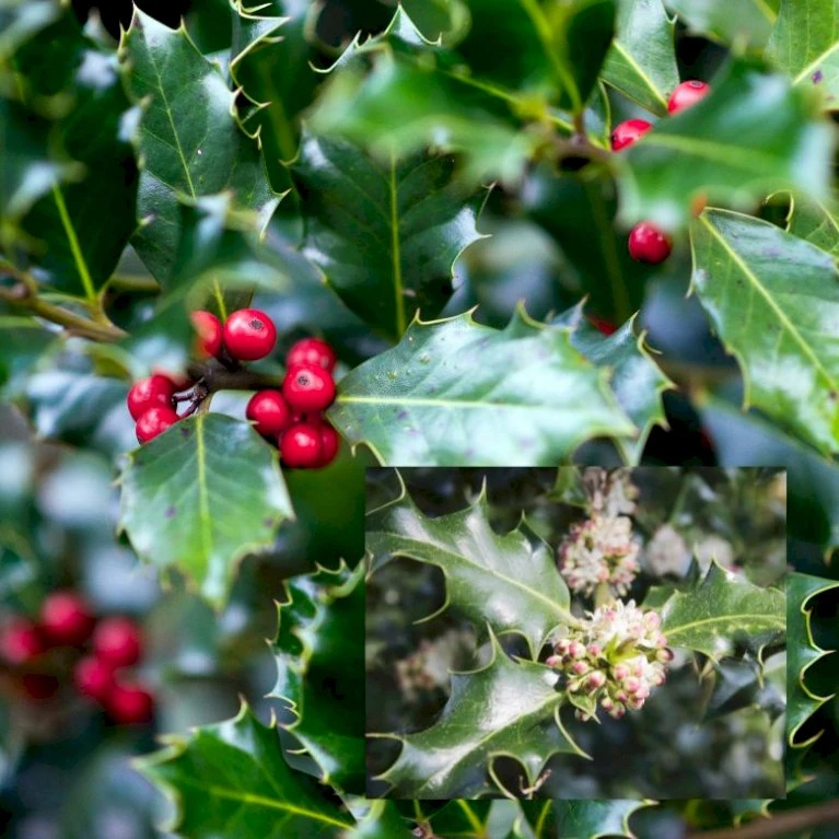 Kristtorn Ilex Aquifolium Med klump,- 150-175 cm. Kristtorn Ilex Aquifolium Med Klump,- 150-175 Cm. -Plantetorvet p1123 54202 ilex aquifolium e29b