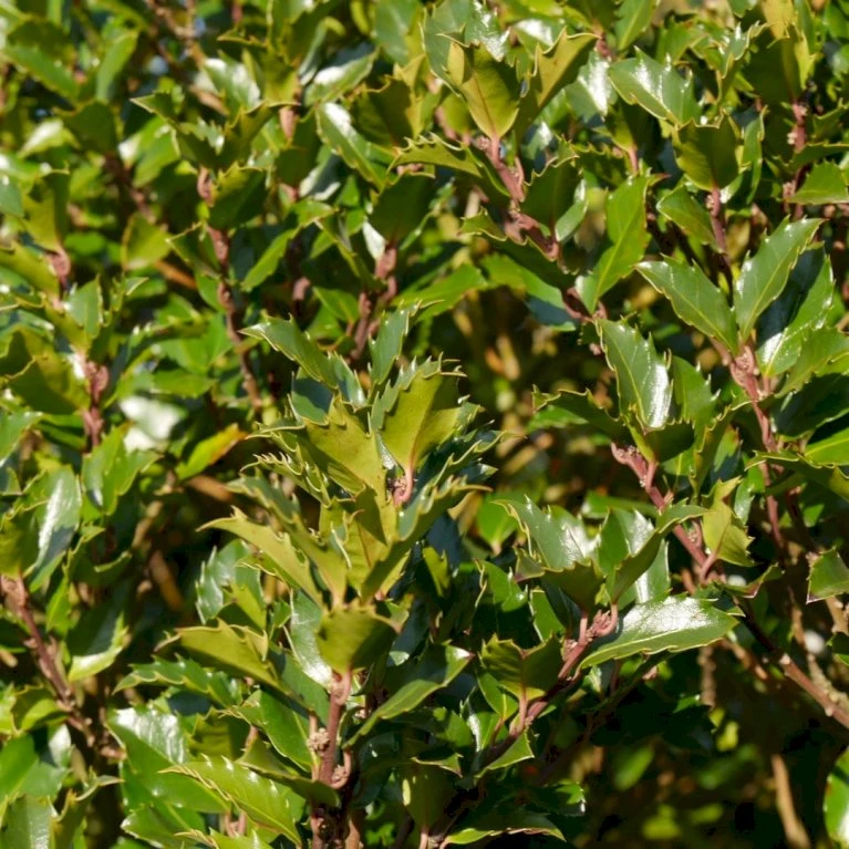 Kristtorn 'Blue Prince' Ilex Meserveae 'Blue Prince' Med klump,- 125-150 cm. Kristtorn 'Blue Prince' Ilex Meserveae 'Blue Prince' Med Klump,- 125-150 Cm. -Plantetorvet p1135 52783 ilex meserveae blue prince aed8