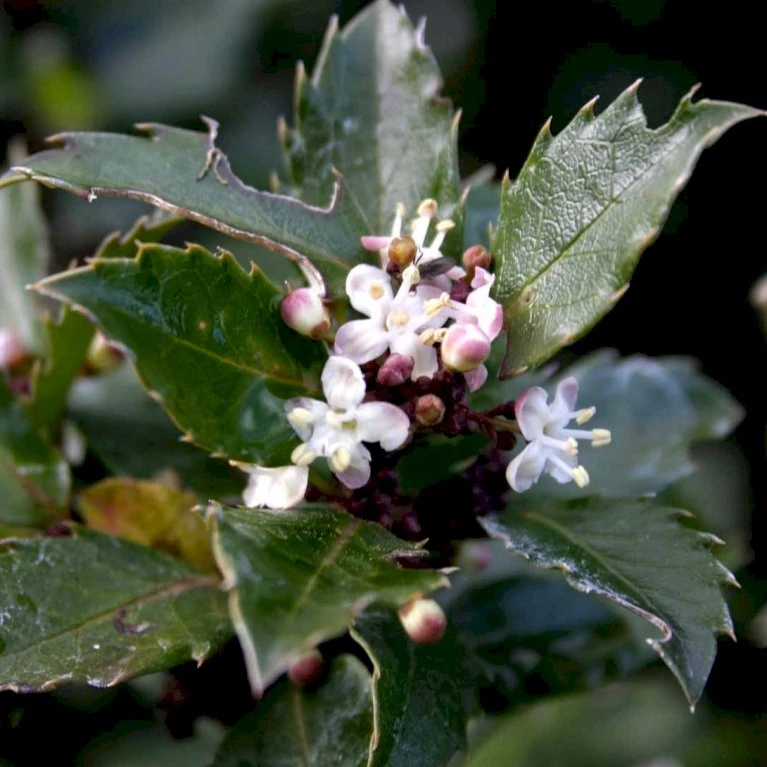 Kristtorn 'Blue Prince' Ilex Meserveae 'Blue Prince' Med klump,- 125-150 cm. Kristtorn 'Blue Prince' Ilex Meserveae 'Blue Prince' Med Klump,- 125-150 Cm. -Plantetorvet p1135 52784 ilex meserveae blue prince e9cd