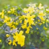 Vinterjasmin Jasminum Nudiflorum Potte 5,0 Liter,- Opbundet 100-150 Cm. -Plantetorvet p1163 48731 jasminum nudiflorum efb4