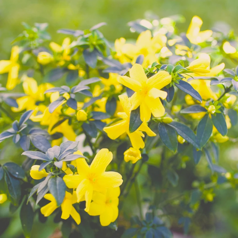 Vinterjasmin Jasminum Nudiflorum Potte 5,0 liter,- Opbundet 100-150 cm. Vinterjasmin Jasminum Nudiflorum Potte 5,0 Liter,- Opbundet 100-150 Cm. -Plantetorvet p1163 48731 jasminum nudiflorum efb4