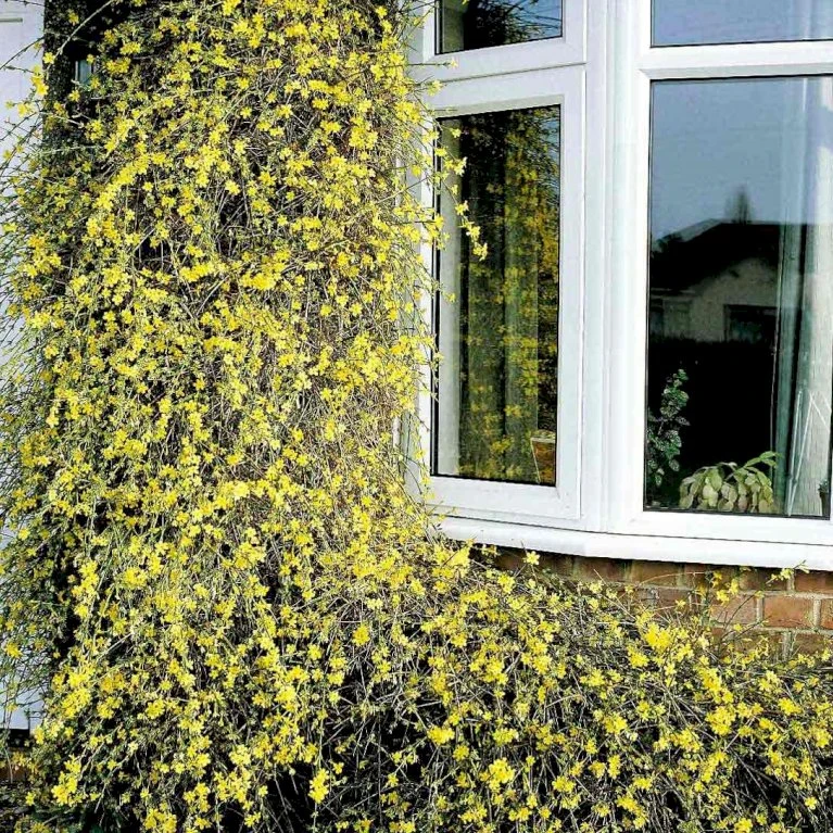 Vinterjasmin Jasminum Nudiflorum Potte 5,0 liter,- Opbundet 100-150 cm. Vinterjasmin Jasminum Nudiflorum Potte 5,0 Liter,- Opbundet 100-150 Cm. -Plantetorvet p1163 48732 jasminum nudiflorum 69ff