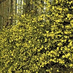 Vinterjasmin Jasminum Nudiflorum Potte 5,0 Liter,- Opbundet 100-150 Cm. 4 Vinterjasmin Jasminum Nudiflorum Potte 5,0 Liter,- Opbundet 100-150 Cm. -Plantetorvet p1163 48733 jasminum nudiflorum 5712