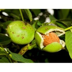 Almindelig Valnød Juglans Regia Heister 200-250 Cm. Med Potte -Plantetorvet p1165 8159 juglans regia 144b