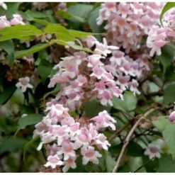 Dronningebusk Kolkwitzia Amabilis 5 Liter Potte