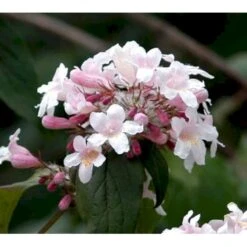 Dronningebusk 'Syvdal' Kolkwitzia Amabilis 'Syvdal' 5 Liter Potte