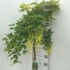 Alpeguldregn Laburnum Alpinum Opstammet 120 Cm. 7,5 Liter Potte 2 Alpeguldregn Laburnum Alpinum Opstammet 120 Cm. 7,5 Liter Potte -Plantetorvet p1203 34480 laburnum alpinum dd30