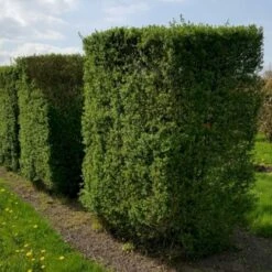 Nye udgivelser 18 Storbladet Liguster Ligustrum Ovalifolium Med Klump,- 175-200 Cm.