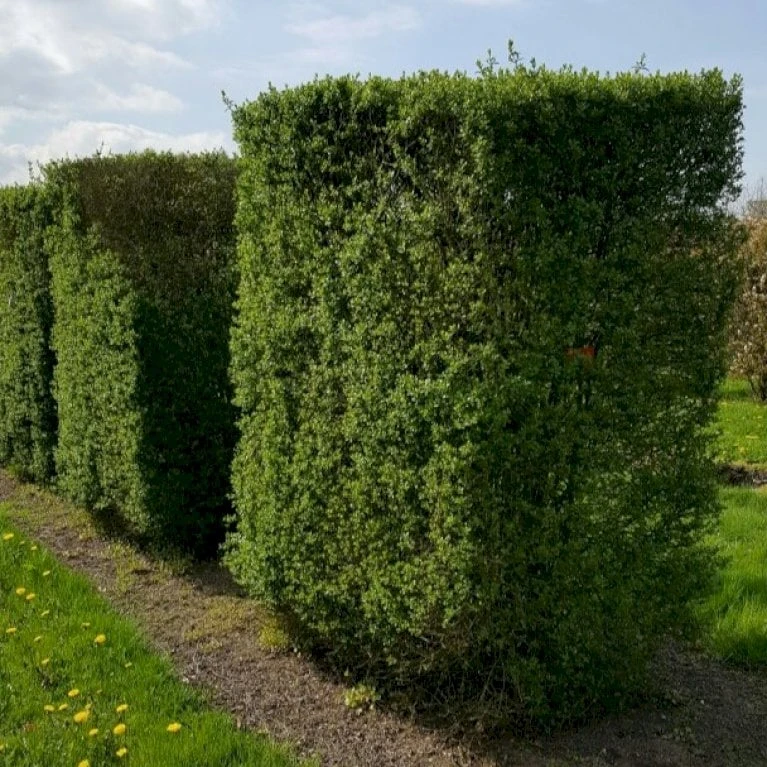 Storbladet Liguster Ligustrum Ovalifolium Med klump,- 175-200 cm. Storbladet Liguster Ligustrum Ovalifolium Med Klump,- 175-200 Cm. -Plantetorvet p1233 54070 ligustrum ovalifolium 9ff0 3