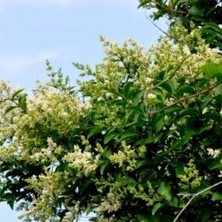 Storbladet Liguster Ligustrum Ovalifolium Potte 15 Liter,- 150-175 Cm. -Plantetorvet p1233 54071 ligustrum ovalifolium 5dee 1