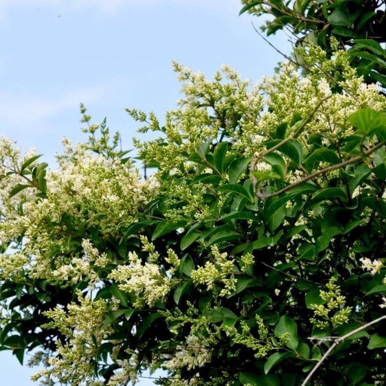 Storbladet Liguster Ligustrum Ovalifolium Med klump,- 175-200 cm. Storbladet Liguster Ligustrum Ovalifolium Med Klump,- 175-200 Cm. -Plantetorvet p1233 54071 ligustrum ovalifolium 5dee 3