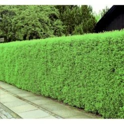 Nye udgivelser 20 Liguster 'Atrovirens Select' Ligustrum Vulgare 'Atrovirens Select' Barrods,- 2 års (0/2) 60-80 Cm.