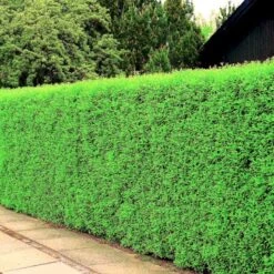 Nye udgivelser -Plantetorvet p1237 54072 ligustrum vulgare atrovirens select 63a9 2