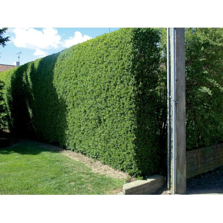 Liguster / Ligusterhæk 'Liga' Ligustrum Vulgare 'Liga' Potte 7,5 liter 80-100 cm Liguster / Ligusterhæk 'Liga' Ligustrum Vulgare 'Liga' Potte 7,5 Liter 80-100 Cm -Plantetorvet p1238 30687 ligustrum vulgare liga 813a 2