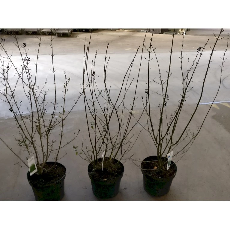 Liguster / Ligusterhæk 'Liga' Ligustrum Vulgare 'Liga' Potte 7,5 liter 80-100 cm Liguster / Ligusterhæk 'Liga' Ligustrum Vulgare 'Liga' Potte 7,5 Liter 80-100 Cm -Plantetorvet p1238 30885 ligustrum vulgare liga 6a21