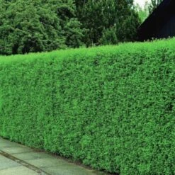 Ligusterhæk – Køb Liguster Hækplanter Og Liguster Hæk På Tilbu