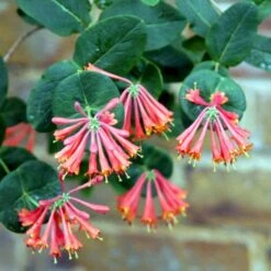 Kaprifolie 'Dropmore Scarlet' Lonicera Brownii 'Dropmore Scarlet' Potte 5,0 Liter,- Opbundet 100-150 Cm.