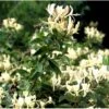 Kaprifolie Lonicera Caprifolium Potte 5,0 Liter,- Opbundet 80-100 Cm. -Plantetorvet p1250 39585 lonicera caprifolium 67fd