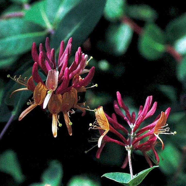 Kaprifolie 'Goldflame' Lonicera X Heckrottii 'Goldflame' Potte 5,0 liter,- Opbundet 100-150 cm. Kaprifolie 'Goldflame' Lonicera X Heckrottii 'Goldflame' Potte 5,0 Liter,- Opbundet 100-150 Cm. -Plantetorvet p1251 48740 lonicera x heckrottii goldflame e6de