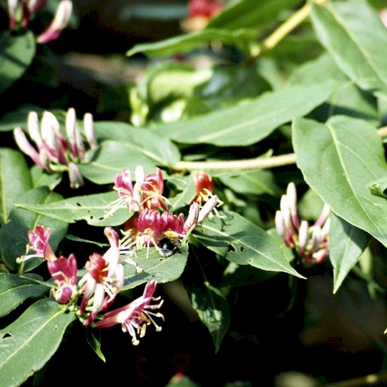 Stedsegrøn Kaprifolie Lonicera Henryi Potte 2,0 liter,- Opbundet Stedsegrøn Kaprifolie Lonicera Henryi Potte 2,0 Liter,- Opbundet -Plantetorvet p1252 48742 lonicera henryi b304