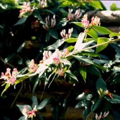 Stedsegrøn Kaprifolie Lonicera Henryi Potte 2,0 Liter,- Opbundet 4 Stedsegrøn Kaprifolie Lonicera Henryi Potte 2,0 Liter,- Opbundet -Plantetorvet p1252 48743 lonicera henryi b6c6