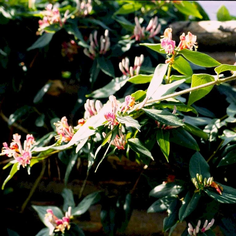 Stedsegrøn Kaprifolie Lonicera Henryi Potte 2,0 liter,- Opbundet Stedsegrøn Kaprifolie Lonicera Henryi Potte 2,0 Liter,- Opbundet -Plantetorvet p1252 48743 lonicera henryi b6c6