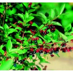 Gedeblad Lonicera Lederbourii Solitær Busk 150-200 Cm. - Med Klump