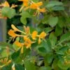 Guldkaprifolie Lonicera X Tellmanniana Potte 5,0 Liter,- Opbundet 80-100 Cm.
