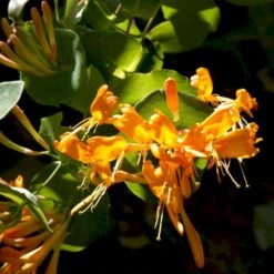 Guldkaprifolie Lonicera X Tellmanniana Potte 5,0 Liter,- Opbundet 80-100 Cm. -Plantetorvet p1270 48755 lonicera x tellmanniana c119