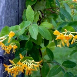 Guldkaprifolie Lonicera X Tellmanniana Potte 5,0 Liter,- Opbundet 80-100 Cm. -Plantetorvet p1270 48756 lonicera x tellmanniana 5c71