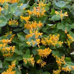 Guldkaprifolie Lonicera X Tellmanniana Potte 5,0 Liter,- Opbundet 80-100 Cm. -Plantetorvet p1270 50618 lonicera x tellmanniana 7519