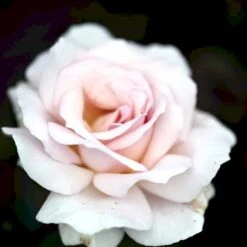 'A White Shade Of Pale' Rosa X 'A White Shade Of Pale' (Storblomstrende) A-Kvalitet,- Barrods Roser Min. 3 Grene