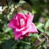 'Acapella'® Rosa X 'Acapella'® (Storblomstrende) A-Kvalitet,- Barrods Roser Min. 3 Grene 2 'Acapella'® Rosa X 'Acapella'® (Storblomstrende) A-Kvalitet,- Barrods Roser Min. 3 Grene -Plantetorvet p12750 51195 rosa x acapella c012