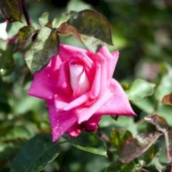 'Acapella'® Rosa X 'Acapella'® (Storblomstrende) A-Kvalitet,- Barrods Roser Min. 3 Grene