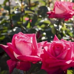 'Acapella'® Rosa X 'Acapella'® (Storblomstrende) A-Kvalitet,- Barrods Roser Min. 3 Grene -Plantetorvet p12750 54004 rosa x acapella storblomstrende 52de