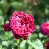 'Ascot'® Rosa X 'Ascot'® (storblomstrende) A-Kvalitet,- Barrods Roser Min. 3 Grene -Plantetorvet p12751 51202 rosa x ascot storblomstrende 5f8b