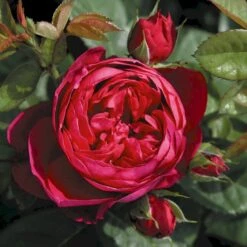 'Ascot'® Rosa X 'Ascot'® (storblomstrende) A-Kvalitet,- Barrods Roser Min. 3 Grene -Plantetorvet p12751 53958 rosa x ascot storblomstrende 5386