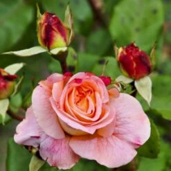 'Augusta Louise'® Rosa X 'Augusta Louise'® (Storblomstrende) A-Kvalitet,- Barrods Roser Min. 3 Grene