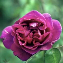 'Blackberry Nip' Rosa X 'Blackberry Nip' (Storblomstrende) A-Kvalitet,- Barrods Roser Min. 3 Grene -Plantetorvet p12753 51219 rosa x blackberry nip storblomstrende c2b2