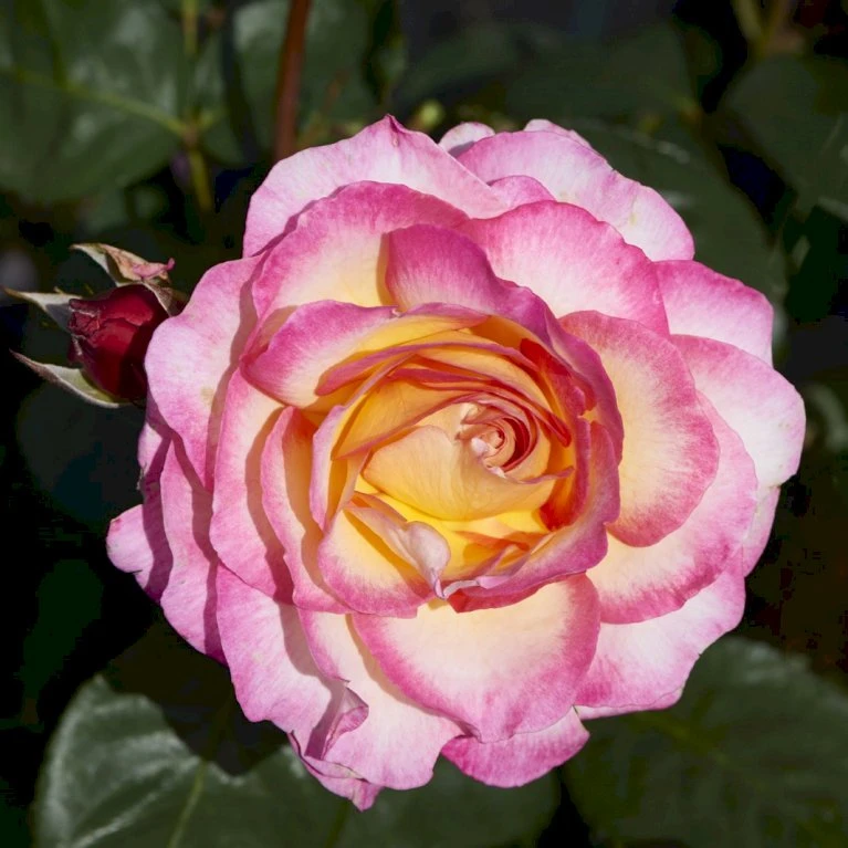 'Gorgeous'™ Rosa X 'Gorgeous'™ (Storblomstrende) A-Kvalitet,- barrods roser min. 3 grene 'Gorgeous'™ Rosa X 'Gorgeous'™ (Storblomstrende) A-Kvalitet,- Barrods Roser Min. 3 Grene -Plantetorvet p12758 51285 rosa x gorgeous storblomstrende 2dd1