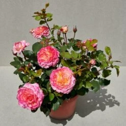 'Gorgeous'™ Rosa X 'Gorgeous'™ (Storblomstrende) A-Kvalitet,- Barrods Roser Min. 3 Grene 4 'Gorgeous'™ Rosa X 'Gorgeous'™ (Storblomstrende) A-Kvalitet,- Barrods Roser Min. 3 Grene -Plantetorvet p12758 51286 rosa x gorgeous storblomstrende 5f9b