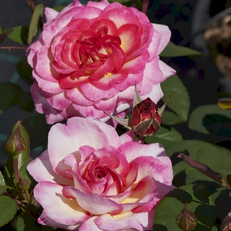 'Gorgeous'™ Rosa X 'Gorgeous'™ (Storblomstrende) A-Kvalitet,- barrods roser min. 3 grene 'Gorgeous'™ Rosa X 'Gorgeous'™ (Storblomstrende) A-Kvalitet,- Barrods Roser Min. 3 Grene -Plantetorvet p12758 51287 rosa x gorgeous storblomstrende e2cd