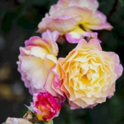 'Gorgeous'™ Rosa X 'Gorgeous'™ (Storblomstrende) A-Kvalitet,- Barrods Roser Min. 3 Grene 6 'Gorgeous'™ Rosa X 'Gorgeous'™ (Storblomstrende) A-Kvalitet,- Barrods Roser Min. 3 Grene -Plantetorvet p12758 51288 rosa x gorgeous storblomstrende c02c
