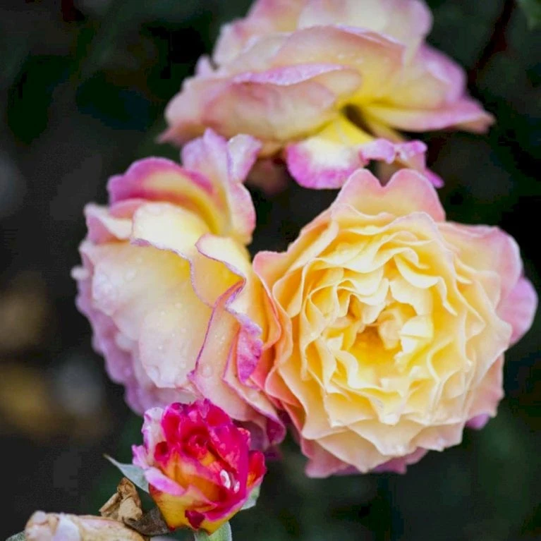 'Gorgeous'™ Rosa X 'Gorgeous'™ (Storblomstrende) A-Kvalitet,- barrods roser min. 3 grene 'Gorgeous'™ Rosa X 'Gorgeous'™ (Storblomstrende) A-Kvalitet,- Barrods Roser Min. 3 Grene -Plantetorvet p12758 51288 rosa x gorgeous storblomstrende c02c