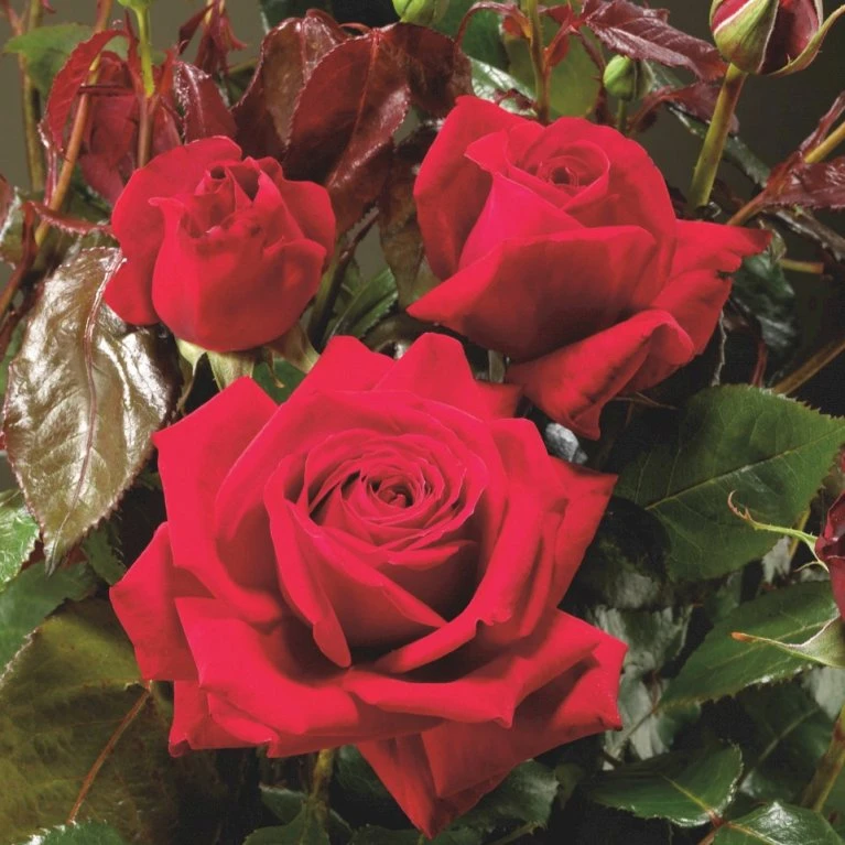 'Isabella Rossellini'™ Rosa X 'Isabella Rossellini'™ (Storblomstrende) A-Kvalitet,- barrods roser min. 3 grene 'Isabella Rossellini'™ Rosa X 'Isabella Rossellini'™ (Storblomstrende) A-Kvalitet,- Barrods Roser Min. 3 Grene -Plantetorvet p12759 51303 rosa x isabella rossellini storblomstrende 6737
