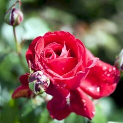 'Isabella Rossellini'™ Rosa X 'Isabella Rossellini'™ (Storblomstrende) A-Kvalitet,- Barrods Roser Min. 3 Grene 4 'Isabella Rossellini'™ Rosa X 'Isabella Rossellini'™ (Storblomstrende) A-Kvalitet,- Barrods Roser Min. 3 Grene -Plantetorvet p12759 51304 rosa x isabella rossellini storblomstrende 02c0