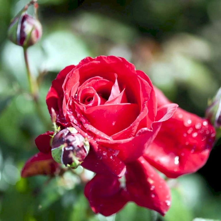 'Isabella Rossellini'™ Rosa X 'Isabella Rossellini'™ (Storblomstrende) A-Kvalitet,- barrods roser min. 3 grene 'Isabella Rossellini'™ Rosa X 'Isabella Rossellini'™ (Storblomstrende) A-Kvalitet,- Barrods Roser Min. 3 Grene -Plantetorvet p12759 51304 rosa x isabella rossellini storblomstrende 02c0