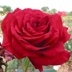 'Isabella Rossellini'™ Rosa X 'Isabella Rossellini'™ (Storblomstrende) A-Kvalitet,- Barrods Roser Min. 3 Grene 5 'Isabella Rossellini'™ Rosa X 'Isabella Rossellini'™ (Storblomstrende) A-Kvalitet,- Barrods Roser Min. 3 Grene -Plantetorvet p12759 51305 rosa x isabella rossellini storblomstrende 293f