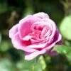 'Lady Like'® Rosa X 'Lady Like'® (Storblomstrende) A-Kvalitet,- Barrods Roser Min. 3 Grene 2 'Lady Like'® Rosa X 'Lady Like'® (Storblomstrende) A-Kvalitet,- Barrods Roser Min. 3 Grene -Plantetorvet p12763 51317 rosa x lady like storblomstrende 2383