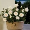 'Marvellous'™ Rosa X 'Marvellous'™ (Storblomstrende) A-Kvalitet,- Barrods Roser Min. 3 Grene -Plantetorvet p12765 51331 rosa x marvellous storblomstrende 1c3d
